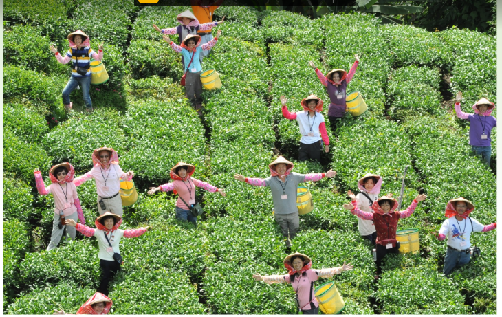 Du khách trải nghiệm việc trồng trà, hái trà ở 1 trang trại du lịch nông nghiệp của Đài Loan